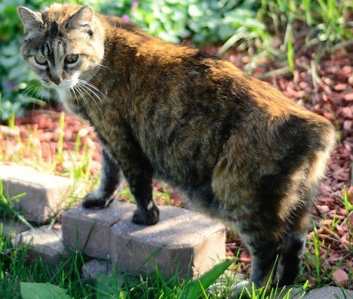 CashaCat-sep2011