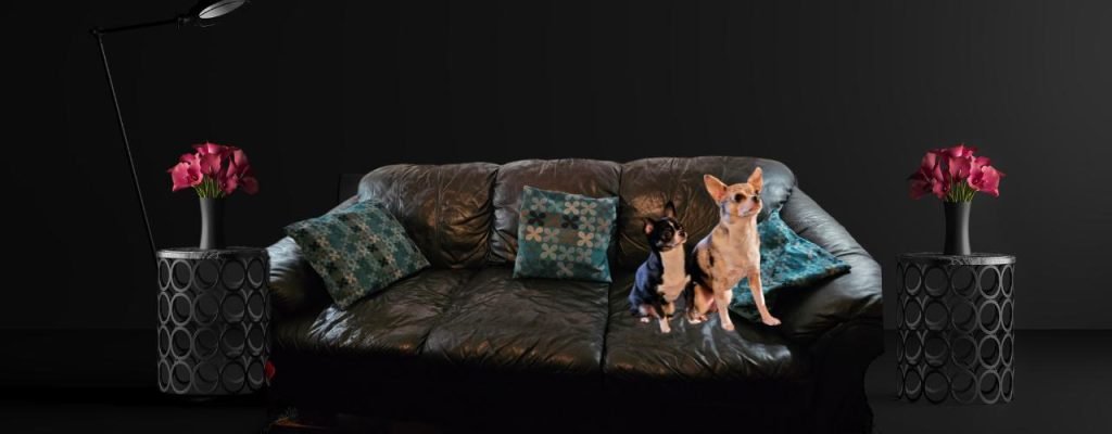 hero-bkg-with-caylee-spencer-family-room-w-flowers Our dogs Caylee and Spencer in the family room waiting for special chicken treats